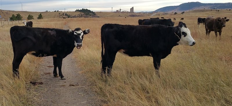 Share the trail with cows along the Greenbelt Connector to the Flatirons Vista Trail. October 2015.