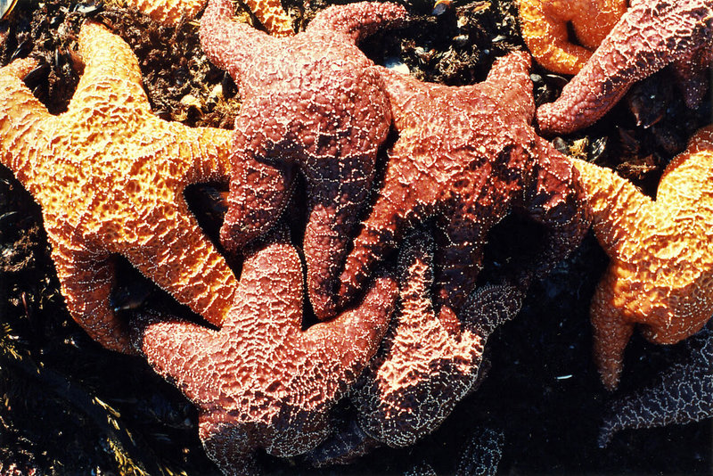 A cluster of starfish cling to the rocks along the Lost Coast Trail.