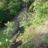 Columbine grow on the bluff overlooking Gans Creek.