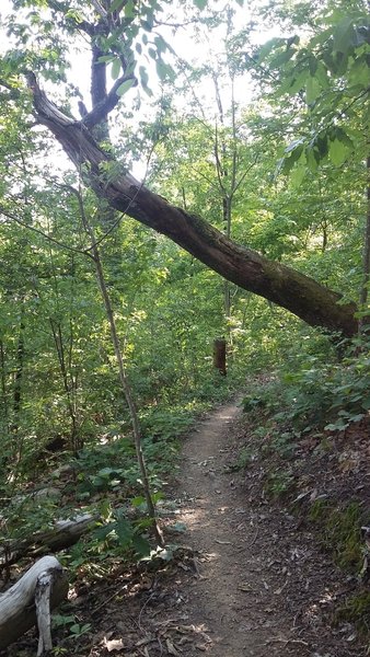 sharps ridge mountain bike trails