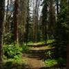 The beetle kill is wide reaching in this corner of the San Juans.