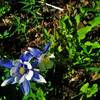 In a state widely recognized for its snow, blue skies, and mining history, the gold, white, and blue hues of the Rocky Mountain Columbine is a perfect embodiment of Colorado.
