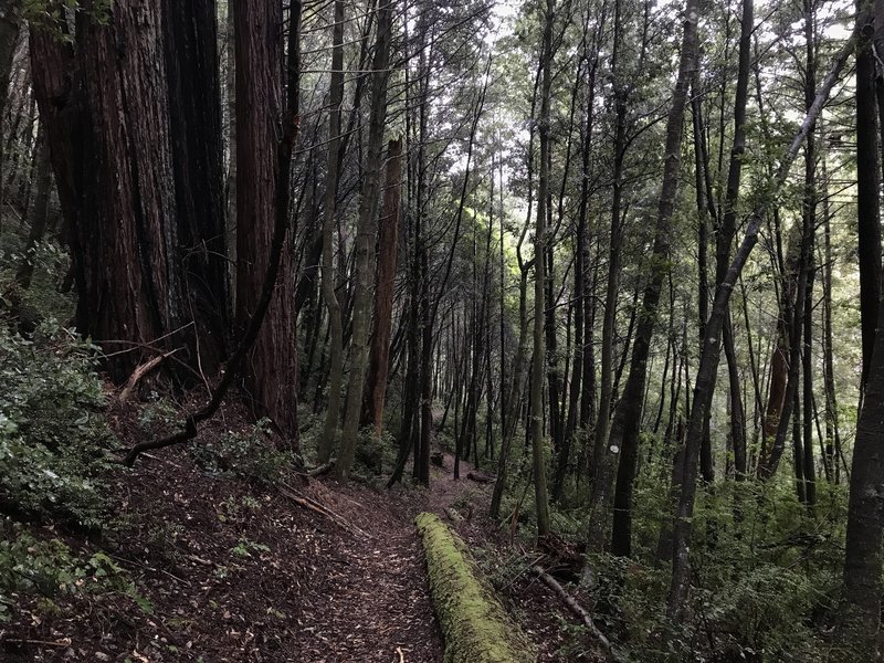 The Craigs Creek Trail traverses steep hillsides through beautiful, established forests.