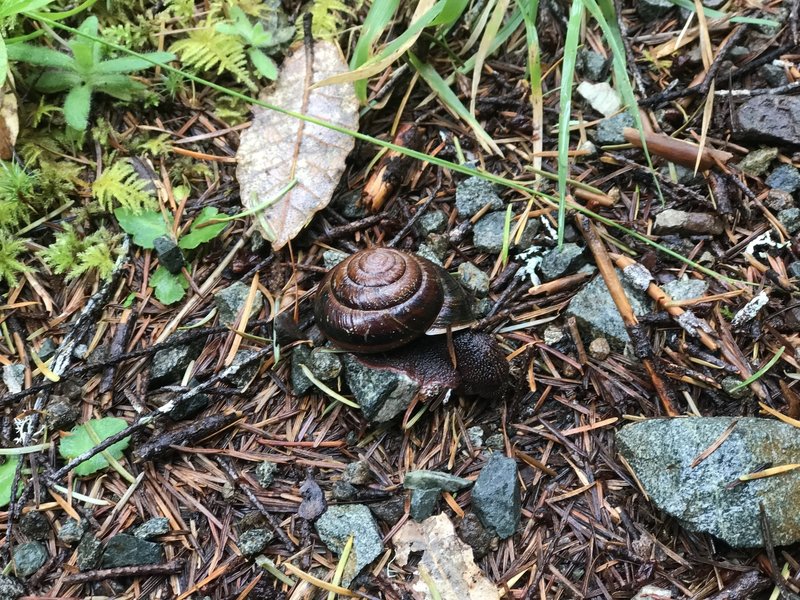 A snail takes refuge amongst the rocks along the Craigs Creek Trail.