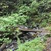 A slippery wooden bridge aids your passage along the Craigs Creek Trail.