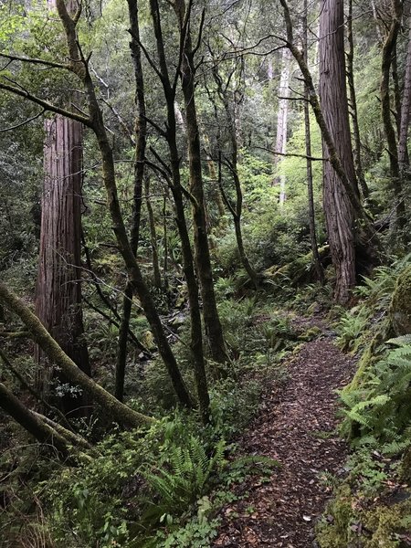 Craigs Creek Trail traverses gorgeous woodlands.