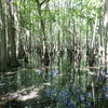Check out the cypress swamp along the Alligator Slough Nature Trail!