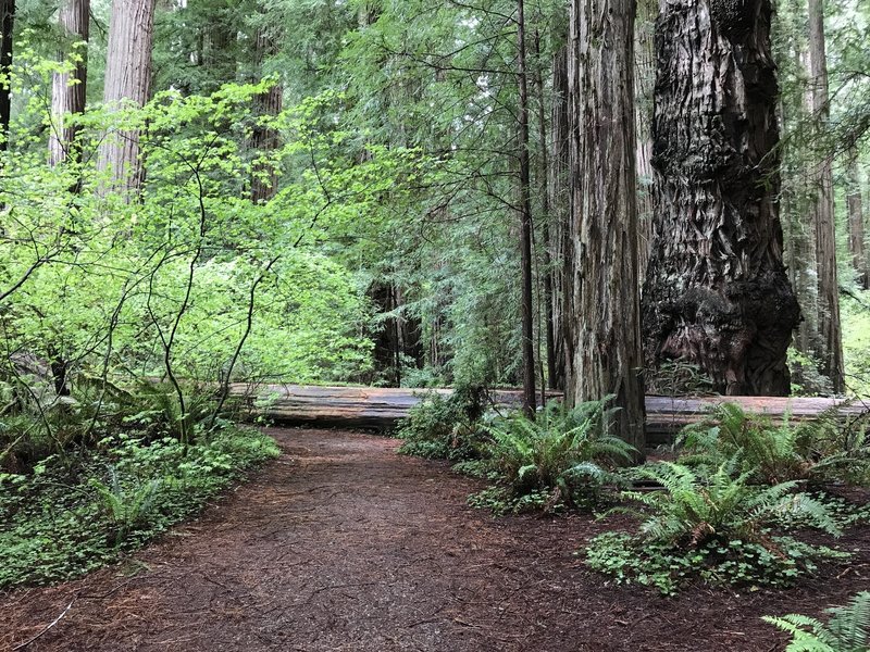 The Stout Grove Trail is worth a visit.