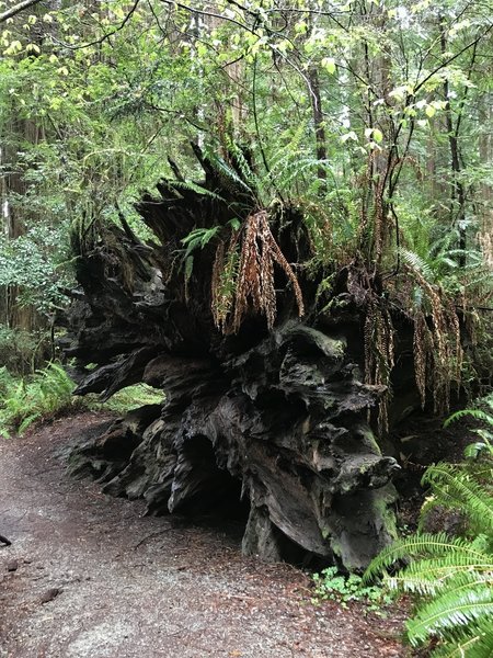 The Stout Grove Trail passes some truly amazing specimens of the natural world.