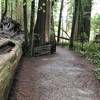 Stout Grove is a must-see in Jedediah Smith Redwoods State Park.