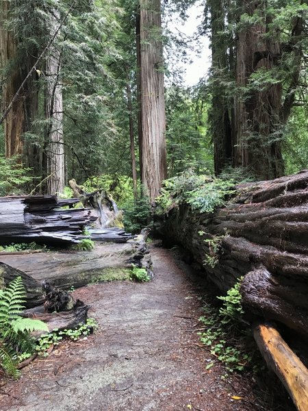 Fallen redwoods remind you that this area is constantly evolving, albeit slowly.
