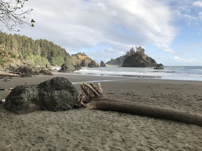 are dogs allowed at trinidad state beach