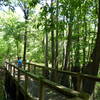 A sturdy boardwalk aids your passage through the cypress swamp.