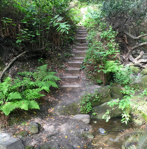 Laurel Canyon Hiking Trail Laurel Canyon Trail Hiking Trail, Kensington, California