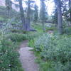 Enjoy beautiful woodlands along the Crooked Lakes Trail heading toward Penner Lake.