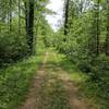The Buttonbush Trail travels through gorgeous, verdant forests.