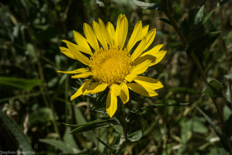 Gumweed, an attractive native plant in the summer, grows in many places ...