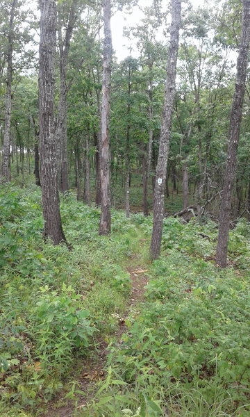 The intersection point between the Stegall Mountain Fire Tower Connector and the Ozark Trail.