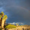 A distant rainbow frames palms at the Oasis of Mara. Photo credit: NPS/Evan Heck.