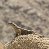 A lizard basks in the sun along the 49 Palms Oasis Trail. Photo credit: NPS/Brad Sutton.