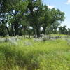 Grasses and sage grow near the site of Theodore Roosevelt's ranch house. Photo credit: NPS/Patti Schaefer.