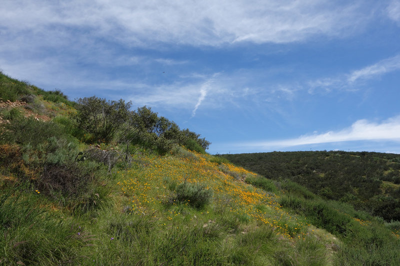 Poppies grow on a verdant hillside under a vibrant sky.
