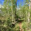 A beautiful aspen grove stands near the top of the Sunnyside Trail.