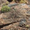 A mountain boomer lizard suns itself along the rocks.