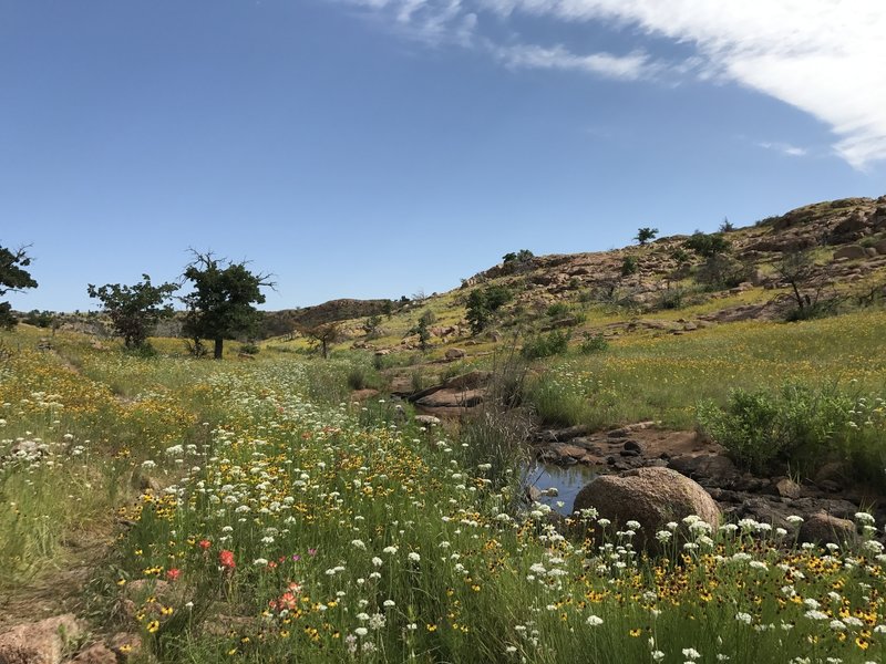 The Bison Trail is quite beautiful in the spring wildflower bloom.