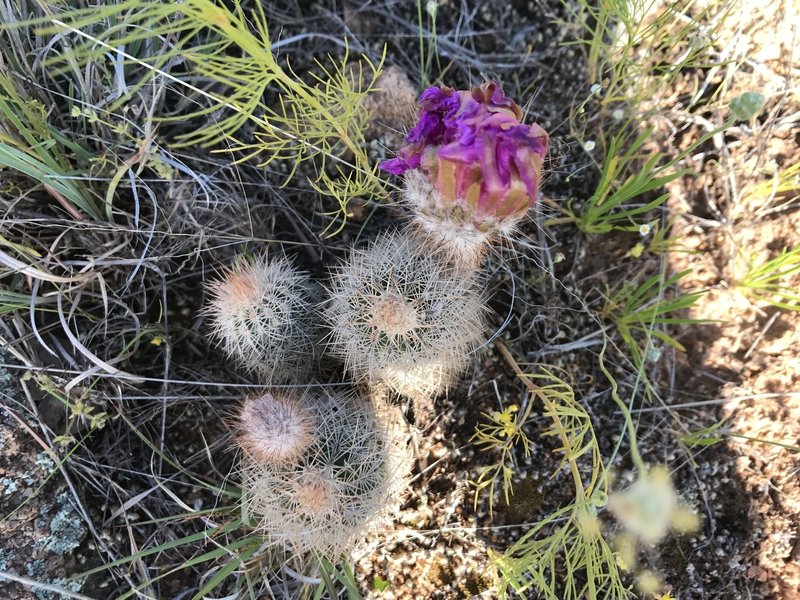 Flowering cacti are abundant along the trail.