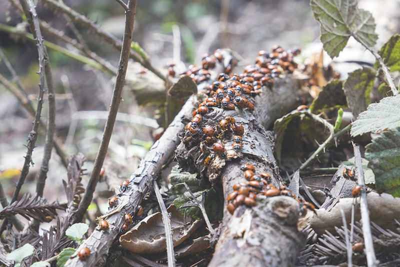 A cluster of Ladybugs navigates a downed branch along the Tres Sendas Trail.