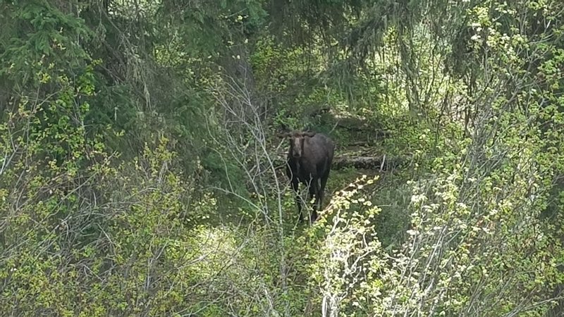 A moose stops and checks us out just seconds after running toward us.