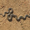 Keep an eye out for snakes in Santa Ysabel Open Space.