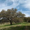 Trees line the Santa Ysabel Ridge Trail.