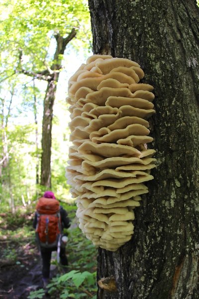 A beautiful fungus hangs on a tree on the Greenstone Ridge Trail.