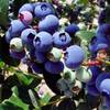 Blueberries abound!