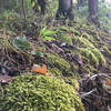 The forest floor is rich in lichen, moss, and a variety of other organisms.