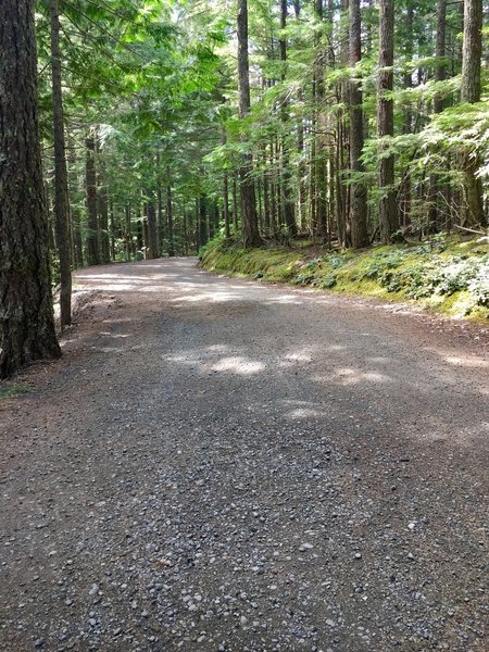 The doubletrack on the Mount Walker Loop is smooth and easy to traverse.