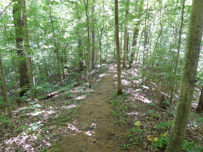 Hiking Trails near St. Francis National Forest