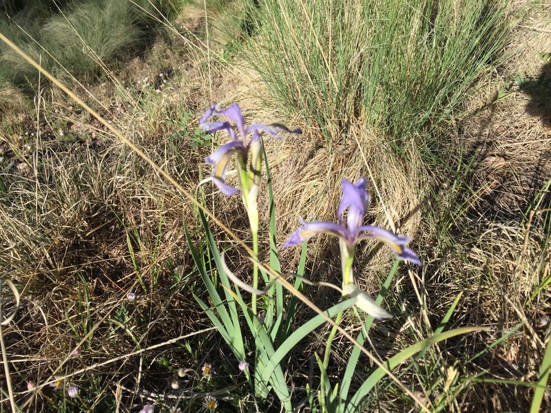 A wild Iris blooming along the trail.