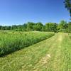 Portions of the Burkhardt Trail travel through tall grass that is mowed down to make travel easy.