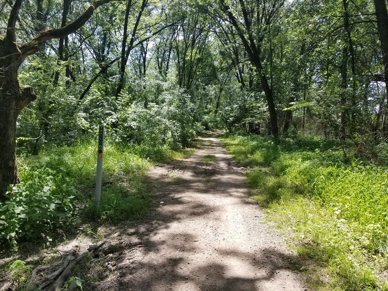 The Brown Trail travels through a shady corridor of trees.