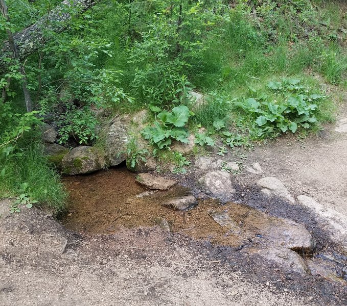 A small creek or seep near the junction of Spring Creek Trail and Mid-Columbine Trail.