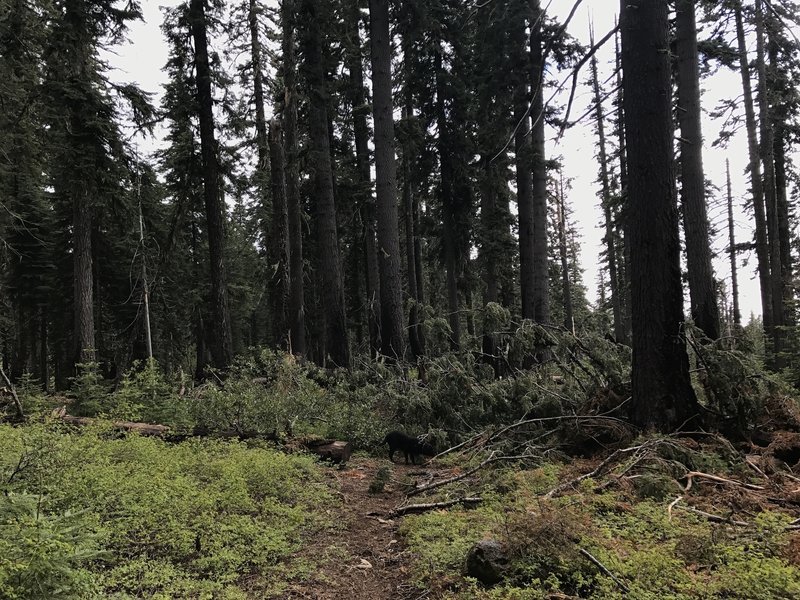A fallen tree blocks the Mill Creek Trail in Six Rivers National Forest.