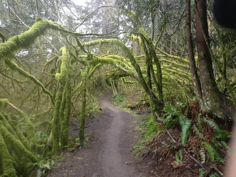 Beautiful moss arches droop over the Northwest Timber Trail.