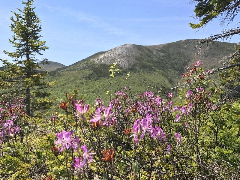 Enjoy a flower-filled view of the exposed rock on the slope of South Baldface from the Eagle Cascade Link.
