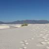 White Sands National Monument is an incredible area!