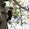 Woodpecker on Lewis Loops (Robert Nicholson photo)