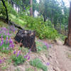In the summer, mountain lupine and ponderosa grow on the Lewis Loops.