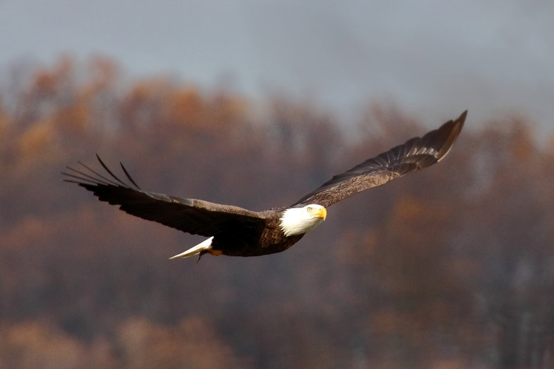 Conowingo Dam Picnic and Bald Eagle Viewing Area, Rising Sun, Maryland